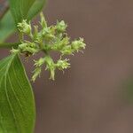 Strychnos spinosa Blüte