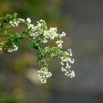 Galium mollugo その他の提案