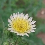 Bidens ferulifolia Flower