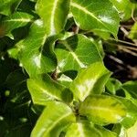 Pittosporum tenuifolium موطن