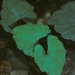 Nervilia concolor Leaf