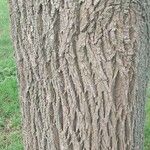 Fraxinus pennsylvanica Bark