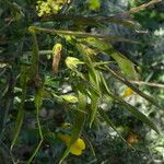 Genista scorpius Fruit