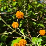 Buddleja marrubiifolia Flower