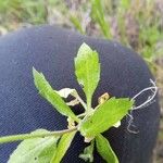 Draba muralis Leaf