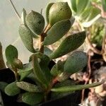 Adromischus hemisphaericus Lehti