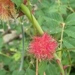 Rosa villosa Flower