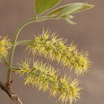 Combretum molle Flower