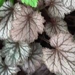 Heuchera americana 葉