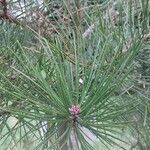 Pinus tabuliformis Leaf