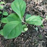 Euonymus americanus 葉