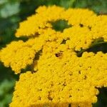 Tanacetum macrophyllum Квітка