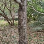 Quercus xalapensis Bark