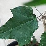 Callianthe darwinii Leaf