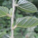 Melochia villosa Leaf
