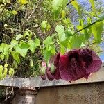 Aristolochia littoralis Habitus