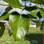 Erythrina fusca Folha