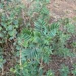 Indigofera arrecta Folha