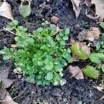 Cardamine hirsuta برگ