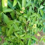 Cissus ambongensis ഇല