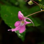 Impatiens kamerunensis Flower