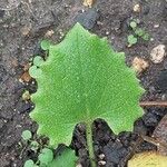 Doronicum orientale Likasa