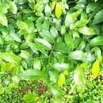 Desmos chinensis Leaf