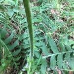 Cirsium erisithales Bark