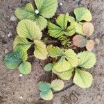 Fragaria × ananassaFruto