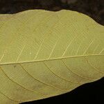 Castilla elastica Fuelha