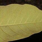 Castilla elastica Leaf