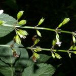 Salvia alvajaca Flor