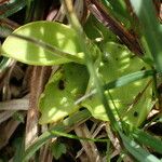 Pinguicula grandiflora Leaf