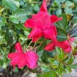 Rosa cinnamomea Kvet