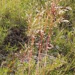 Deschampsia flexuosa 花