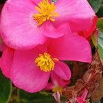 Begonia cucullata 花