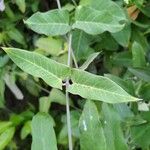 Araujia sericifera Blatt