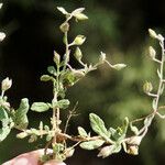 Helianthemum aegyptiacum Hábitos