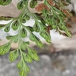 Asplenium ruta-muraria Fruit