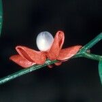 Heisteria cauliflora Gyümölcs