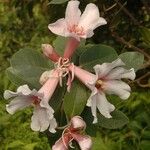 Rhododendron maddenii Flower