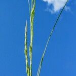 Festuca quadriflora Bloem