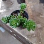 Sedum oreganum पत्ता