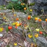 Solanum capsicoides Habitus