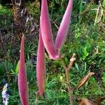 Asclepias curassavica ফল