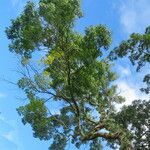 Handroanthus serratifolius Vekstform