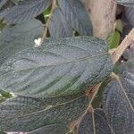 Ficus villosa Hostoa