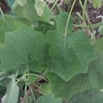 Roldana petasitis Leaf