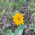 Wyethia sagittata Kvet