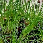 Allium schoenoprasum Агульны выгляд